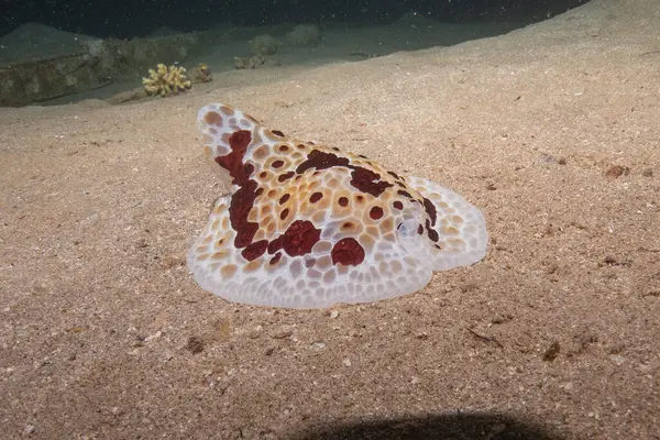 Kızıl Deniz 'deki deniz sümüklüböceği Renkli ve güzel, Eilat Israel