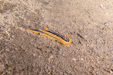 Kızıl Deniz 'deki deniz sümüklüböceği Renkli ve güzel, Eilat Israel