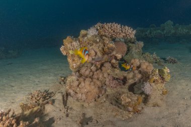Kızıl Deniz 'deki palyaço balığı balığı. Renkli ve güzel, Eilat Israel.