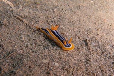 Kızıl Deniz 'deki deniz sümüklüböceği Renkli ve güzel, Eilat Israel