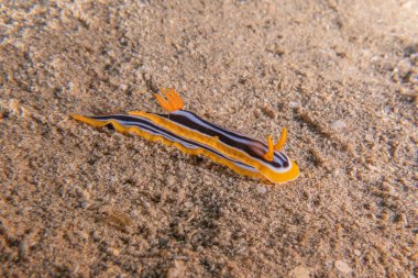Kızıl Deniz 'deki deniz sümüklüböceği Renkli ve güzel, Eilat Israel