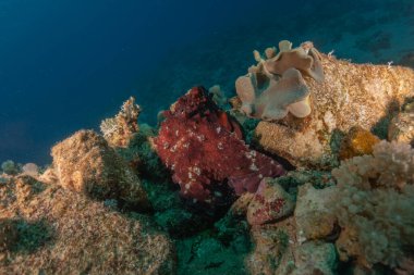 Kızıl Deniz 'deki kamuflajın kralı, Eilat Israel. 
