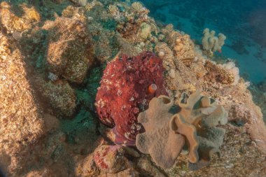 Kızıl Deniz 'deki kamuflajın kralı, Eilat Israel. 