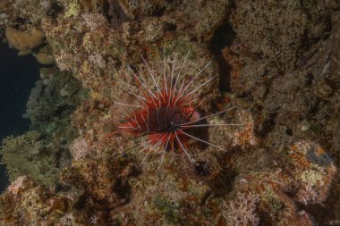 Kızıl Deniz 'deki aslan balığı renkli balık, Eilat Israel