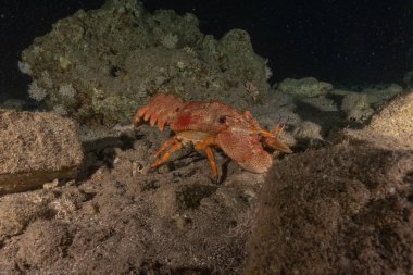 Kızıl Deniz 'deki ıstakozlar Renkli ve güzel, Eilat Israel