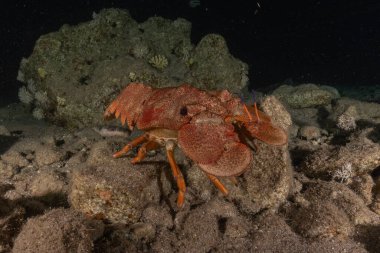 Kızıl Deniz 'deki ıstakozlar Renkli ve güzel, Eilat Israel
