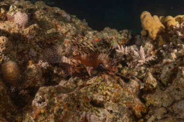 Kızıl Deniz 'deki aslan balığı renkli balık, Eilat Israel