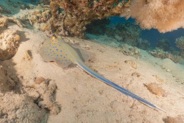 Mavi benekli vatoz Kızıldeniz Eilat, İsrail 'de deniz tabanında