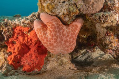 Kızıldeniz 'in deniz tabanındaki denizyıldızı, Eilat Israel
