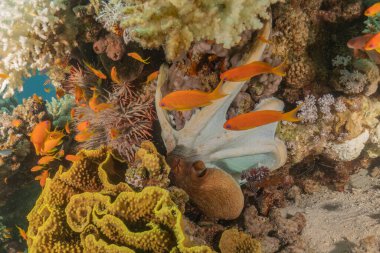 Kızıl Deniz 'deki kamuflajın kralı, Eilat Israel. 