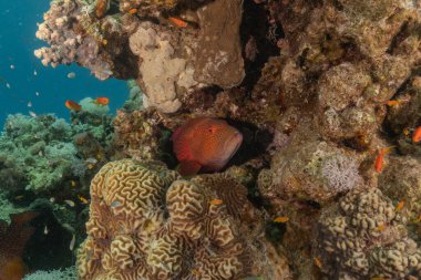Kızıl Denizde yüzen balıklar, renkli balıklar, Eilat İsrail
