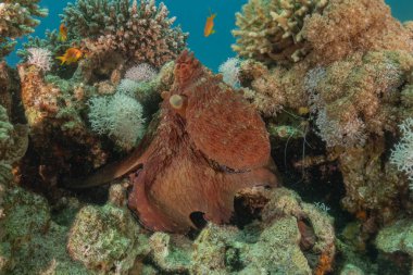 Kızıl Deniz 'deki kamuflajın kralı, Eilat Israel. 