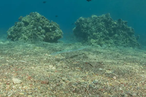 Kızıl Deniz 'deki mürekkep balığı Renkli ve güzel, Eilat Israel