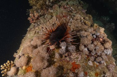 Kızıl Deniz 'deki aslan balığı renkli balık, Eilat Israel