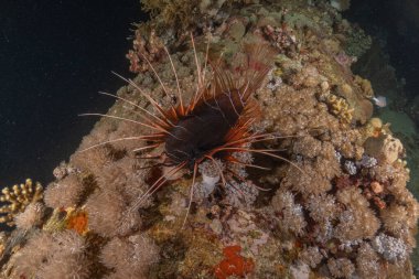 Kızıl Deniz 'deki aslan balığı renkli balık, Eilat Israel