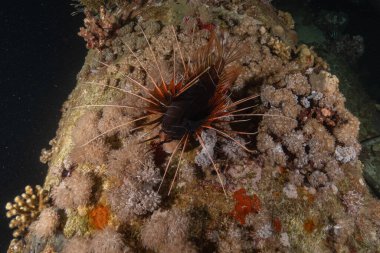 Kızıl Deniz 'deki aslan balığı renkli balık, Eilat Israel