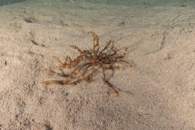 Kızıldeniz 'deki mercan resifi ve su bitkileri, Eilat Israel