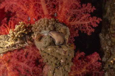 Moray eel Mooray lycodontis Kızıldenizde dalgalanma, Eilat Israel