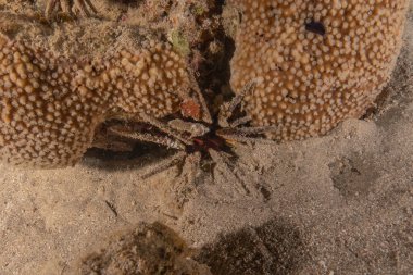 Kızıldeniz 'deki mercan resifi ve su bitkileri, Eilat Israel