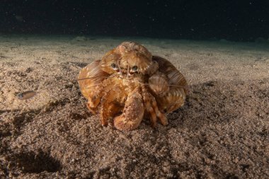 Kızıl Deniz 'deki keşiş yengeci Renkli ve güzel, Eilat Israel