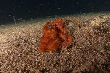 Kızıl Deniz 'deki kamuflajın kralı, Eilat Israel. 