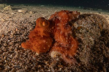 Kızıl Deniz 'deki kamuflajın kralı, Eilat Israel. 