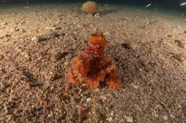 Kızıl Deniz 'deki kamuflajın kralı, Eilat Israel. 