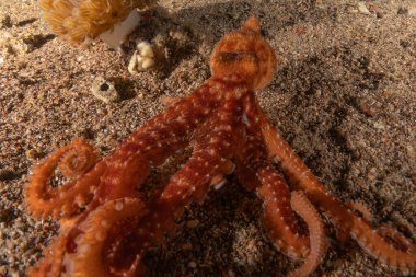Kızıl Deniz 'deki kamuflajın kralı, Eilat Israel. 