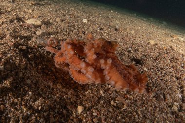 Kızıl Deniz 'deki kamuflajın kralı, Eilat Israel. 