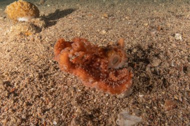 Kızıl Deniz 'deki kamuflajın kralı, Eilat Israel. 
