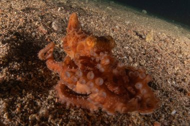 Kızıl Deniz 'deki kamuflajın kralı, Eilat Israel. 