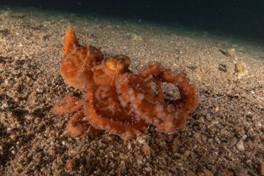 Kızıl Deniz 'deki kamuflajın kralı, Eilat Israel. 