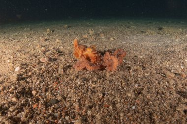 Kızıl Deniz 'deki kamuflajın kralı, Eilat Israel. 