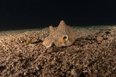 Kızıl Denizde yüzen balıklar, renkli balıklar, Eilat İsrail