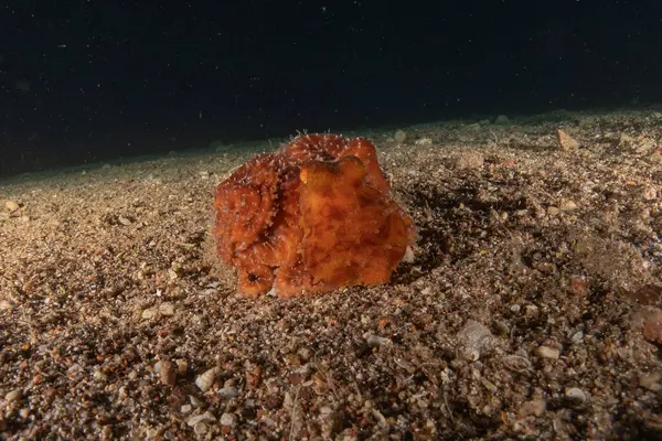 Kızıl Deniz 'deki kamuflajın kralı, Eilat Israel. 