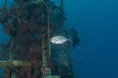 Kızıl Denizde yüzen balıklar, renkli balıklar, Eilat İsrail