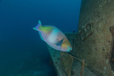 Kızıl Denizde yüzen balıklar, renkli balıklar, Eilat İsrail