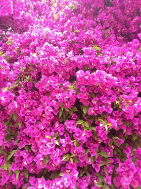 Bahçede açan Mor Bougainvillea çiçekleri