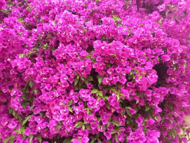 Bahçede açan Mor Bougainvillea çiçekleri