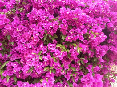 Bahçede açan Mor Bougainvillea çiçekleri