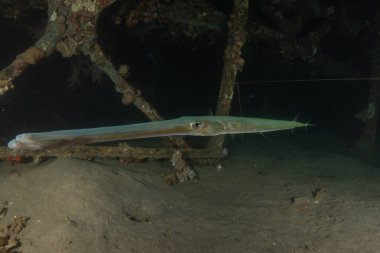 Kızıl Deniz 'deki mürekkep balığı Renkli ve güzel, Eilat Israel