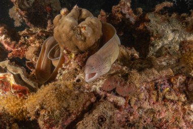 Moray eel Mooray lycodontis undulatus in the Red Sea, Eilat Israel clipart