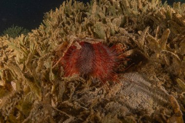 Kızıldeniz 'deki mercan resifi ve su bitkileri, Eilat Israel