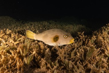 Kızıl Denizde yüzen balıklar, renkli balıklar, Eilat İsrail