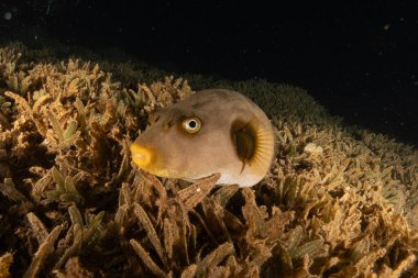 Kızıl Denizde yüzen balıklar, renkli balıklar, Eilat İsrail