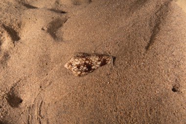 Kızıldeniz 'deki deniz tabanındaki Conus Tekstil, Eilat İsrail