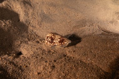 Conus Textile On the seabed in the Red Sea, Eilat Israel clipart