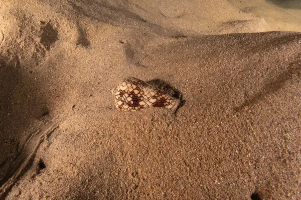 stock image Conus Textile On the seabed in the Red Sea, Eilat Israel