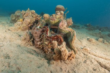 Kızıl Deniz 'deki dev istiridye Renkli ve güzel, Eilat Israel