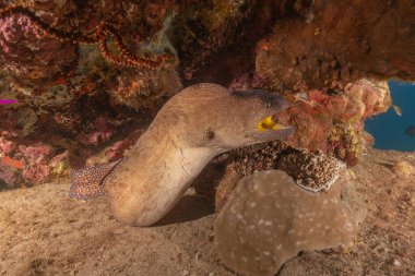 Moray eel Mooray lycodontis Kızıldenizde dalgalanma, Eilat Israel